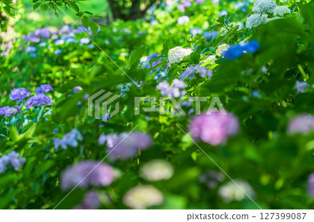 <埼玉縣>權現堂公園的繡球花盛開 127399087