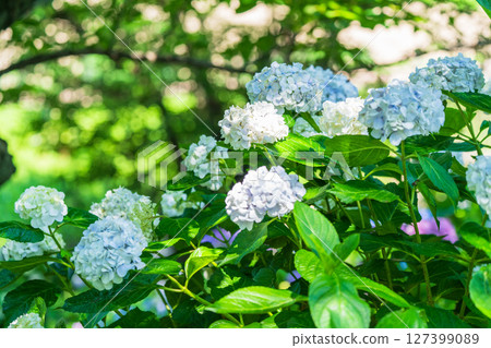 <Saitama Prefecture> Hydrangeas in full bloom at Gongendo Park 127399089