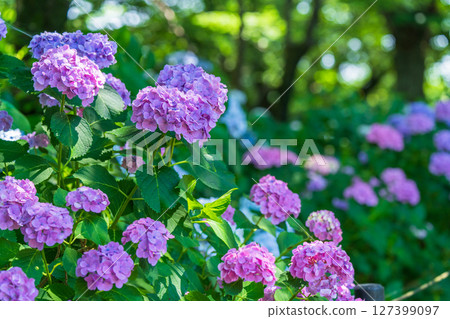 <埼玉縣>權現堂公園的繡球花盛開 127399097