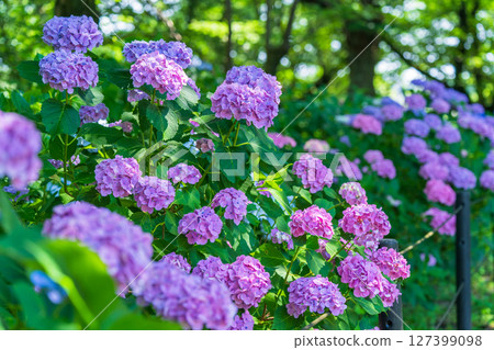 <Saitama Prefecture> Hydrangeas in full bloom at Gongendo Park 127399098