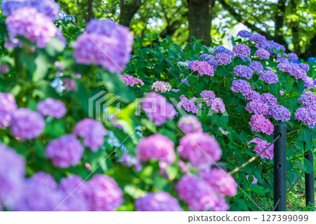 <埼玉縣>權現堂公園的繡球花盛開 127399099