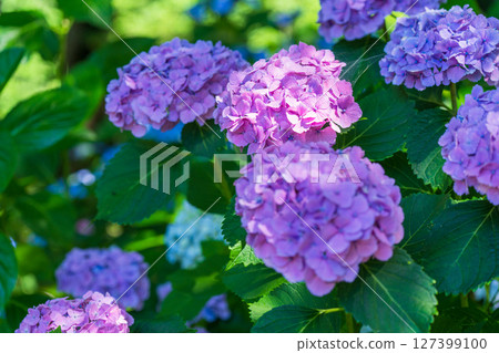 <埼玉縣>權現堂公園的繡球花盛開 <埼玉縣>權現堂公園的繡球花盛開 127399100