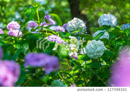 <Saitama Prefecture> Hydrangeas in full bloom at Gongendo Park <Saitama Prefecture> Hydrangeas in full bloom at Gongendo Park 127399101