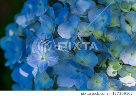 <Saitama Prefecture> Hydrangeas in full bloom at Gongendo Park 127399102