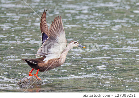 Jumping out mallard duck Jumping out mallard duck 127399251