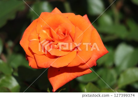 Beautiful orange rose flower 127399374
