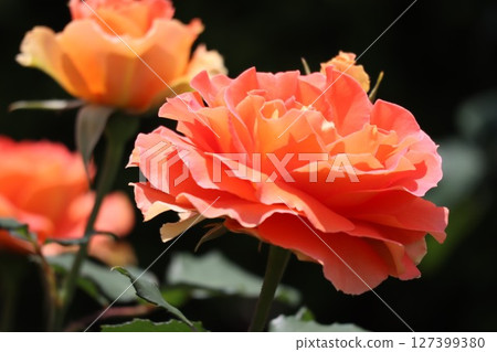美麗的橙色玫瑰花 美麗的橙色玫瑰花 127399380
