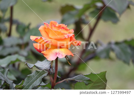 Beautiful orange rose flower 127399497