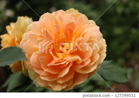 Beautiful orange rose flower Beautiful orange rose flower 127399552
