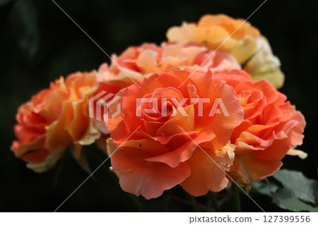 美麗的橙色玫瑰花 127399556