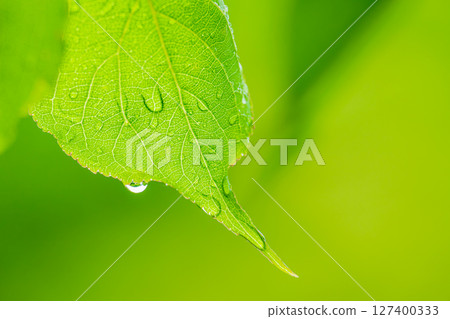 有水滴的新鮮的綠色葉子 127400333