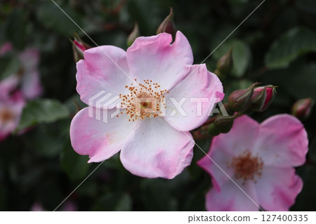 Beautiful pink roses in bloom Beautiful pink roses in bloom 127400335