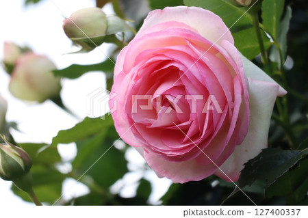 Beautiful pink roses in bloom 127400337