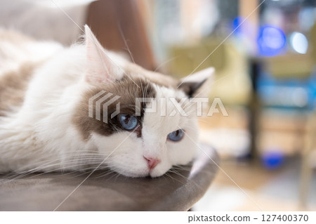 Blue-eyed ragdoll cat lying lazily close-up Blue-eyed ragdoll cat lying lazily close-up 127400370