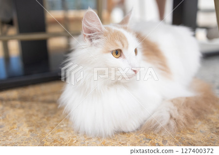 Long-haired orange and white cat lying leisurely close-up 127400372