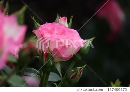 Beautiful pink roses in bloom Beautiful pink roses in bloom 127400373