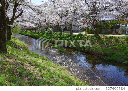 Cherry blossoms at Oshino Hakkai in full bloom 127400384