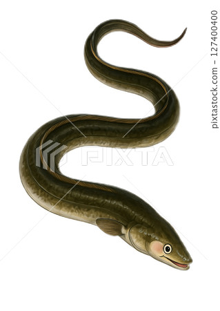 鰻魚圖 127400400