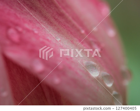 五月盛開的色彩鮮豔、美麗的鬱金香 127400405