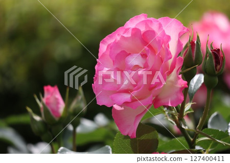 Beautiful pink roses in bloom Beautiful pink roses in bloom 127400411