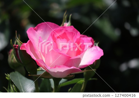 Beautiful pink roses in bloom 127400416