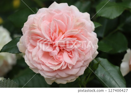 盛開的美麗粉紅玫瑰 127400427