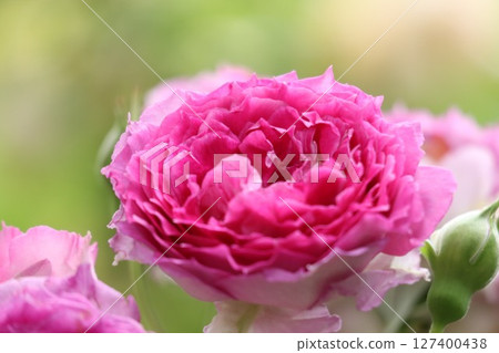 Beautiful pink roses in bloom Beautiful pink roses in bloom 127400438
