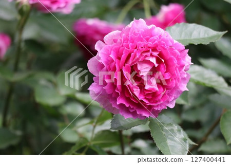 Beautiful pink roses in bloom 127400441