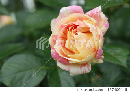 Beautiful pink roses in bloom Beautiful pink roses in bloom 127400446