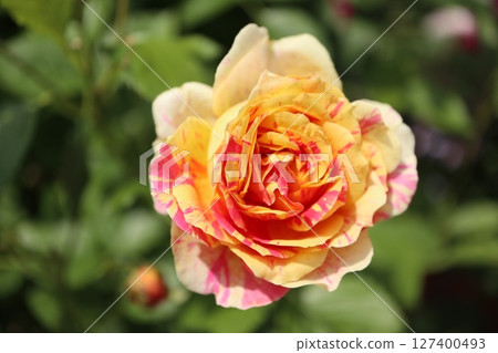 Beautiful pink roses in bloom Beautiful pink roses in bloom 127400493
