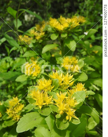 長頸鹿草(Kirinso)是景天科的多年生植物。 長頸鹿草(Kirinso)是景天科的多年生植物。 127400778
