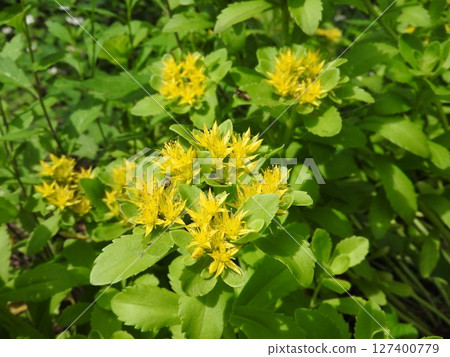 Kirinso (Giraffe grass) is a perennial plant of the Crassulaceae family. Kirinso (Giraffe grass) is a perennial plant of the Crassulaceae family. 127400779