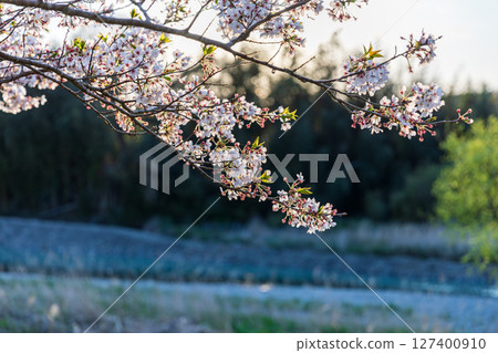 靜岡縣掛川市畑多摩天龍濱名湖鐵道及沿線風景 靜岡縣掛川市畑多摩天龍濱名湖鐵道及沿線風景 127400910