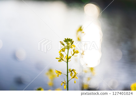 Hatakama, Kakegawa City, Shizuoka Prefecture Tenryu Hamanako Railway and scenery along the line 127401024