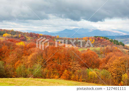 forest on the hills of carpathian mountains. rural landscape with trees in colorful foliage in morning light under rainy sky. cloudy autumn morning 127401111