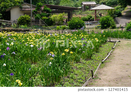 Scenery of Heikedani Iris Garden nearing closure 13 Fukuyama City, Hiroshima Prefecture Scenery of Heikedani Iris Garden nearing closure 13 Fukuyama City, Hiroshima Prefecture 127401415