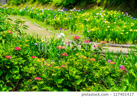 即將關閉的平池谷菖蒲園的風景 15 廣島縣福山市 127401417