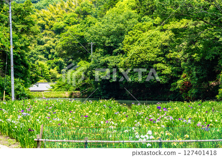 即將關閉的平池谷菖蒲園和夜宿谷水庫 7.廣島縣福山市 127401418