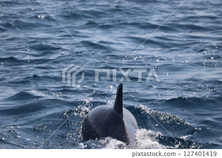 Dolphin watching in the Ariake Sea, Amakusa, Kumamoto Prefecture Dolphin watching in the Ariake Sea, Amakusa, Kumamoto Prefecture 127401419