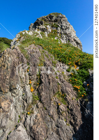 [Niigata Prefecture, Sado Island, Kita-Ushima] Iwatogi (lilies of the rocks) decorate the rocks overcoming the harsh winter of the Sea of Japan. May - June 127401490