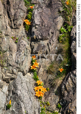 【新潟縣佐渡島北宇島】岩百合（岩生百合）裝點著岩石，抵禦日本海嚴酷的冬季。五月至六月 127401491