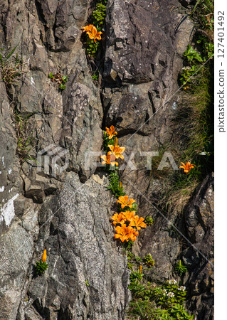 【新潟縣佐渡島北宇島】岩百合（岩生百合）裝點著岩石，抵禦日本海嚴酷的冬季。五月至六月 127401492