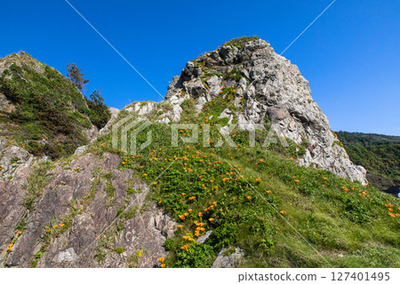 [Niigata Prefecture_Sado] Iwayuri flowers decorating the coast of the Sea of Japan (Kita-Ushima area) May June 127401495