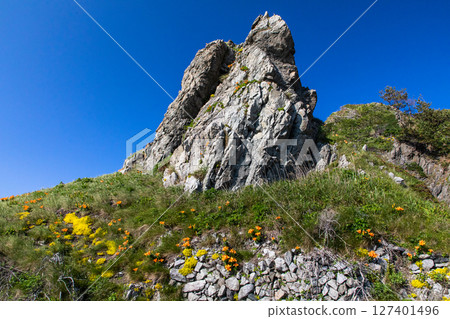[Niigata Prefecture_Sado] Iwayuri flowers decorating the coast of the Sea of Japan (Kita-Ushima area) May June 127401496