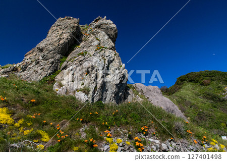 [Niigata Prefecture_Sado] Iwayuri flowers decorating the coast of the Sea of Japan (Kita-Ushima area) May June 127401498