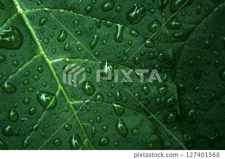 Moody Macro of Green Leaf with Rain Droplets Moody Macro of Green Leaf with Rain Droplets 127401568