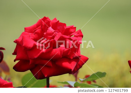 beautiful blooming red rose flower 127401799