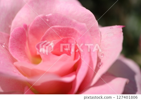 美麗綻放的紅玫瑰花 美麗綻放的紅玫瑰花 127401806