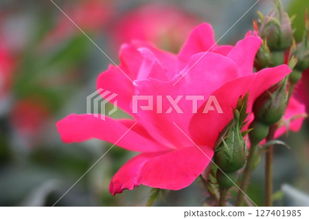 美麗綻放的紅玫瑰花 127401985
