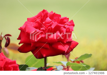 美麗綻放的紅玫瑰花 美麗綻放的紅玫瑰花 127401986